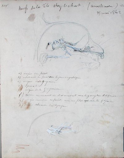 Sistema nervioso en la cabeza de un gato, mayo de 1842 de Claude Bernard