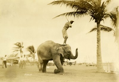 Golfista de pie sobre Rosie el Elefante, Miami Beach, 2 de mayo de 1927 de Claude C. Matlack