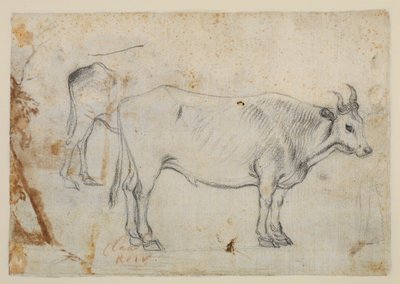 Estudio de un buey de Claude Lorrain