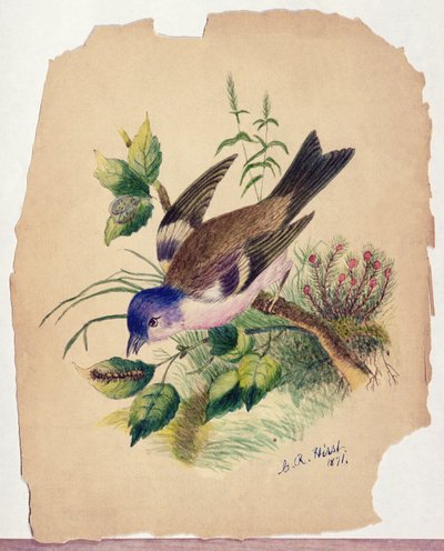 Pájaro azul en una rama de Claude Raguet Hirst