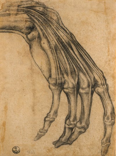 Estudio anatómico de una mano de Clemente Bandinelli