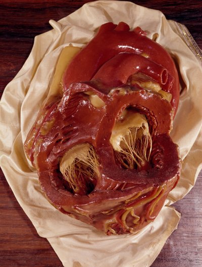 Modelo de un corazón de Clemente Susini