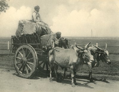 Carreta de bueyes de Clifton and Co