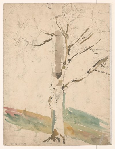 Estudio de un árbol de Coba Steenhoff