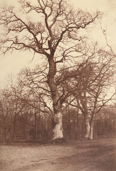 Estudio de árboles, Bois de Boulogne de Comte Olympe Aguado