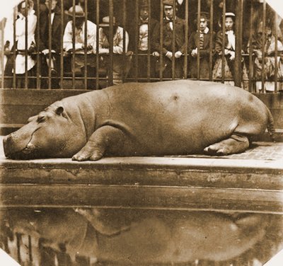 Obaysch el hipopótamo, Zoológico de Londres, 1852 de Comte de Montizón Juan