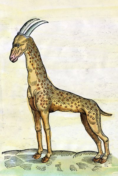 La jirafa en Historia Animalium de Conrad Gesner (1516 - 1565) de Conrad Gessner