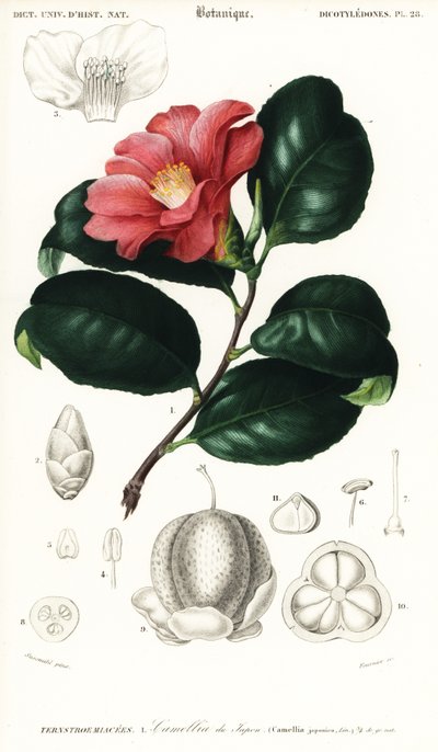 Camelia japonesa, Camellia japonica. ,1849 (grabado) de Conrad Johann Theodor Susemihl