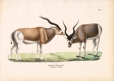  de Conrad Kull