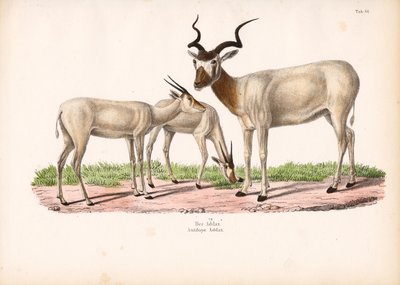 de Conrad Kull