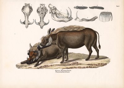  de Conrad Kull