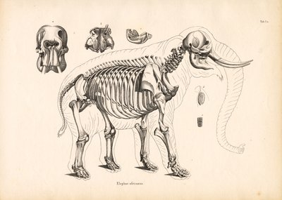  de Conrad Kull