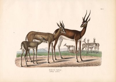 de Conrad Kull
