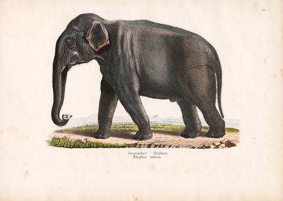  de Conrad Kull