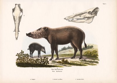 Cerdo barbudo con crías y vistas del cráneo de Conrad Kull