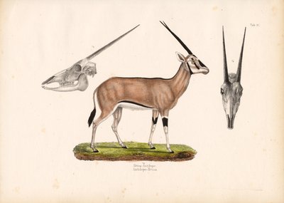  de Conrad Kull