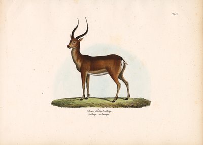 Antílope de patas negras de Conrad Kull