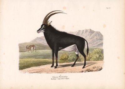  de Conrad Kull