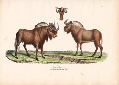  de Conrad Kull