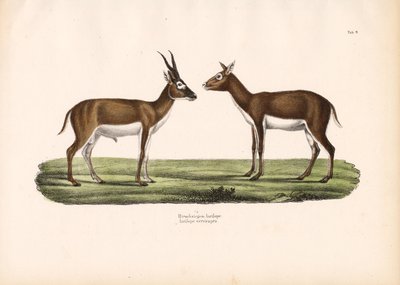 Antílopes Blackbuck de Conrad Kull