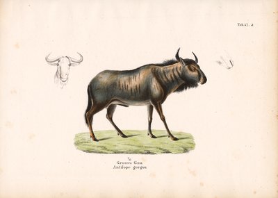  de Conrad Kull
