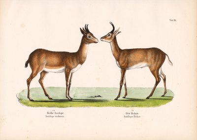  de Conrad Kull