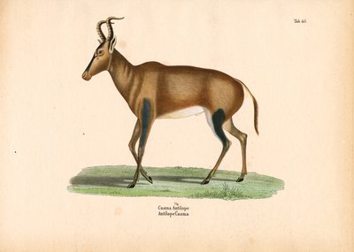  de Conrad Kull