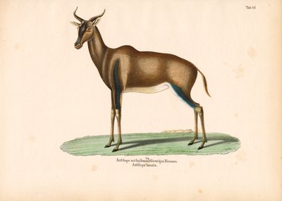 Antílope de cuernos crecientes o Topi de Conrad Kull