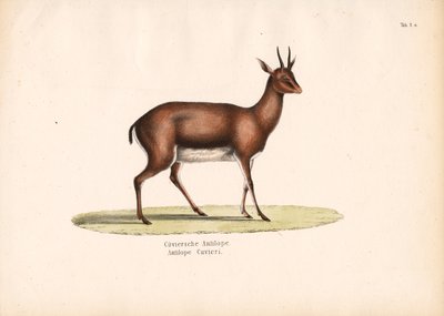 de Conrad Kull