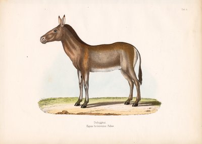  de Conrad Kull
