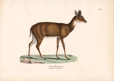  de Conrad Kull