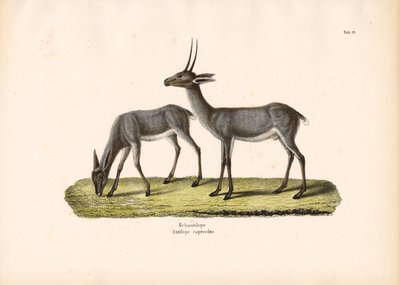  de Conrad Kull