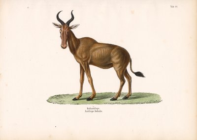  de Conrad Kull