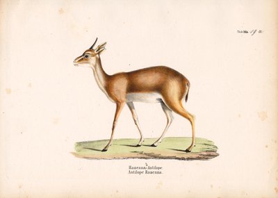  de Conrad Kull