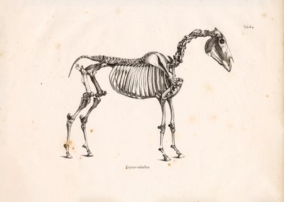  de Conrad Kull