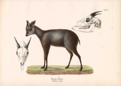  de Conrad Kull