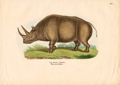  de Conrad Kull