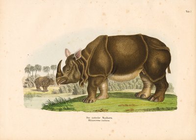  de Conrad Kull