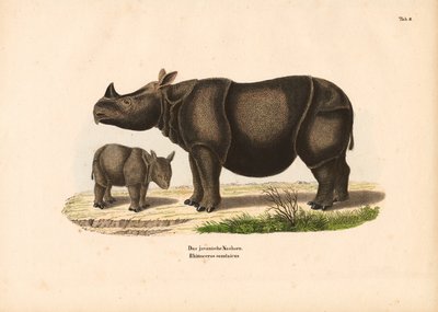  de Conrad Kull