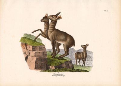  de Conrad Kull