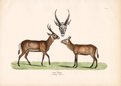  de Conrad Kull