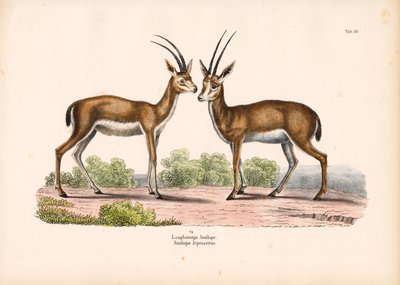  de Conrad Kull
