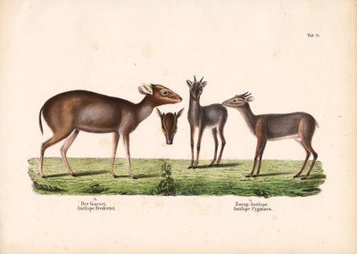  de Conrad Kull