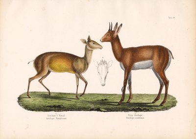  de Conrad Kull