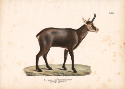  de Conrad Kull
