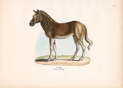  de Conrad Kull