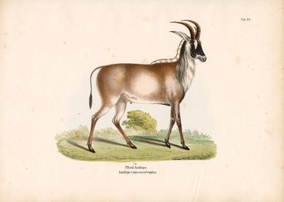  de Conrad Kull