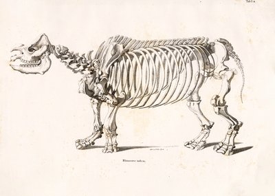  de Conrad Kull