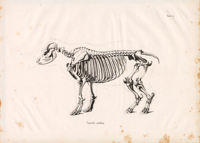 Esqueleto del tapir de llanura de Conrad Kull