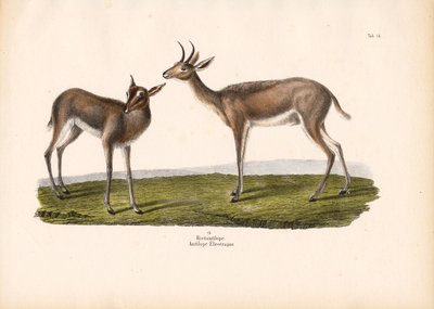  de Conrad Kull